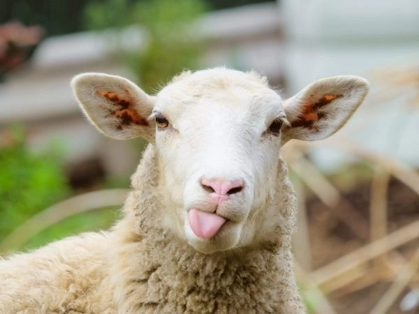 В Ирландии в закрытом из-за пандемии McDonald's собралось стадо овец - ФОТО