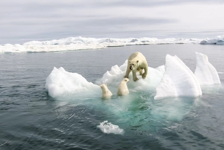 Ученые назвали срок, когда Северный Ледовитый океан освободится ото льда