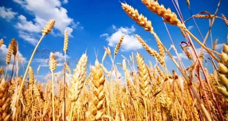 Азербайджан располагает достаточными запасами зерна