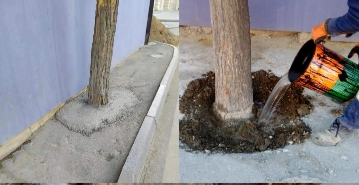 Компания, которая залила бетоном деревья, понесла наказание - ФОТО