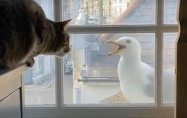 Видео душевной беседы кота и чайки поразило Сеть – ВИДЕО