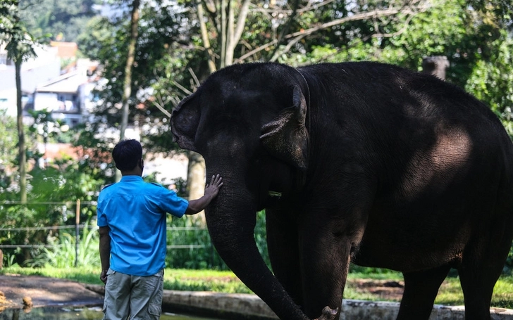 Работу из-за пандемии теряют не только люди: в Таиланде уволили около 100 слонов - их отправили на волю