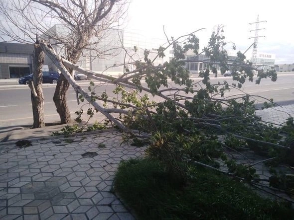 Сильный ветер повалил деревья в Баку - ФОТО