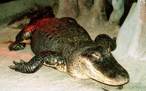 В московском зоопарке умер «аллигатор Гитлера»