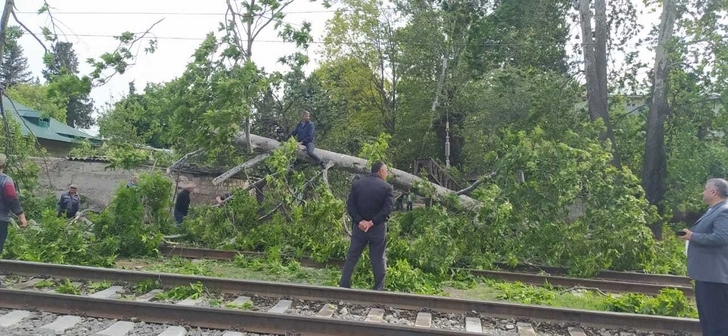 В Товузе на железнодорожные пути рухнуло дерево - ФОТО