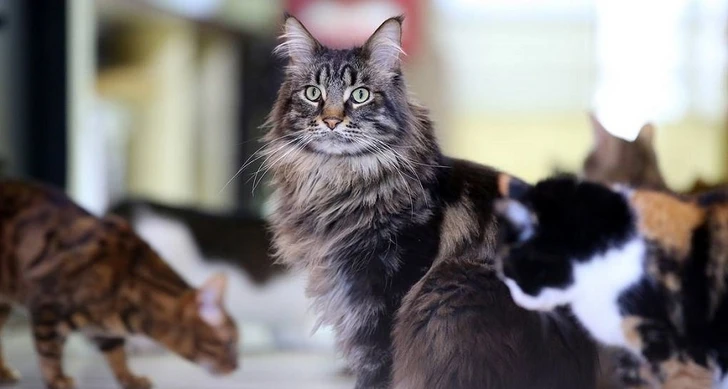 Роспотребнадзор сообщил, что человек не может заразиться коронавирусом от кошки