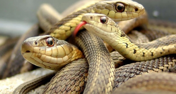 Жилой дом в Масаллы, наводненный ядовитыми змеями, взят под контроль ИВ