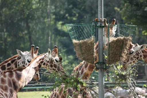 Директор об открытии нового зоопарка в Баку: «Цены повысятся»