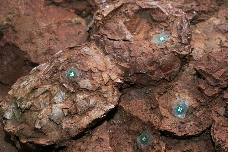В Японии археологи нашли самое маленькое яйцо редкого динозавра