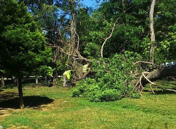 В одном из парков Баку рухнуло дерево – ФОТО