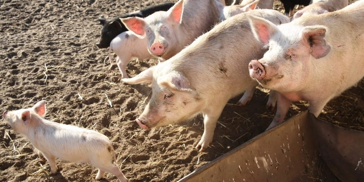 Новый штамм свиного гриппа может вызвать еще одну пандемию