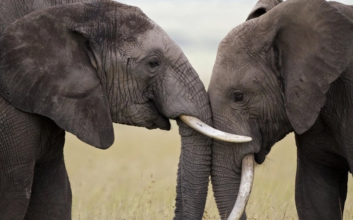 В Ботсване при загадочных обстоятельствах умерли 350 слонов