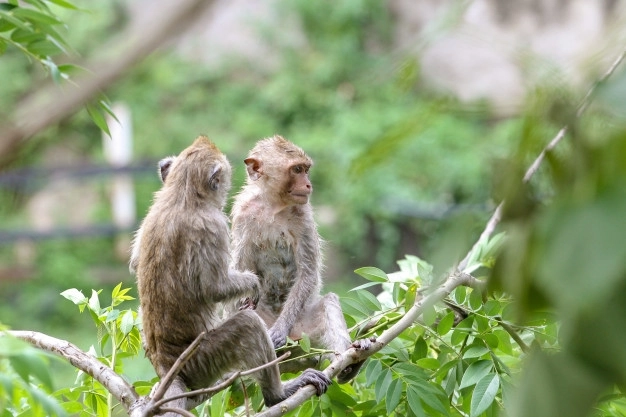 В Британии отказались от продукции, сделанной с помощью обезьян