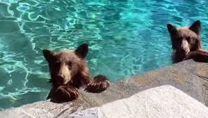 В США семья медведей устроила вечеринку в бассейне – ВИДЕО