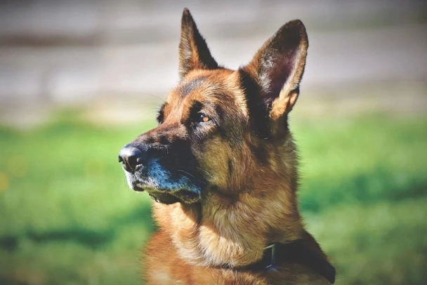 В Австрии служебных собак обучат находить людей с COVID-19 по запаху