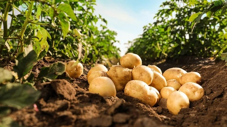 Азербайджан в этом году экспортировал картофель в рекордных объемах