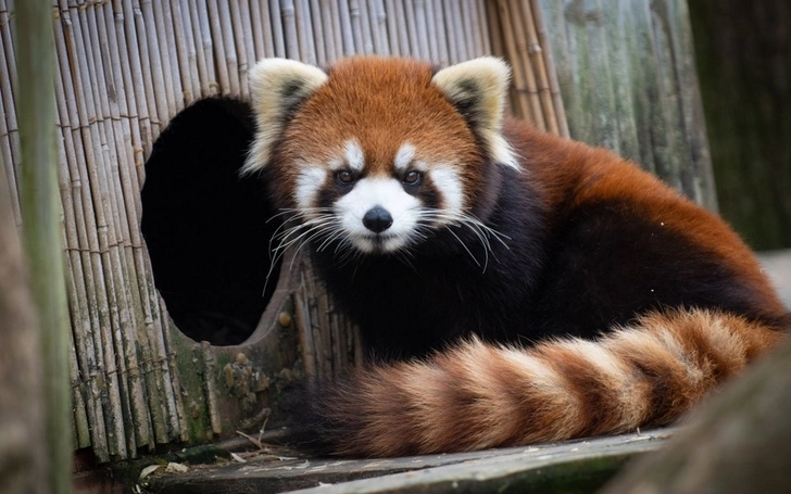 В США из зоопарка сбежала красная панда. Она оставила двух детенышей, которых еще кормила молоком