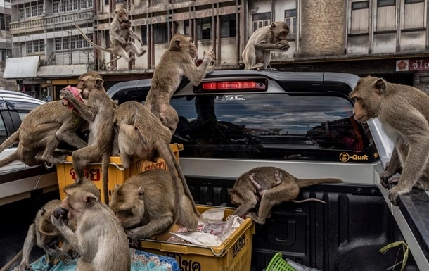 Голодные обезьяны захватили город в Таиланде - ФОТО