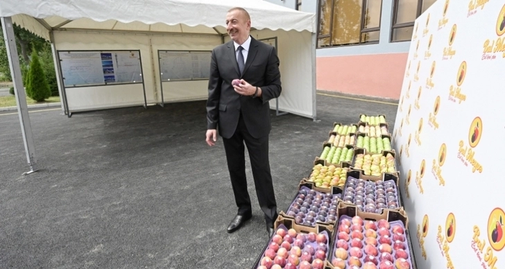 Ильхам Алиев ознакомился в Балакенском районе с садоводческим хозяйством «Бал мейве» - ВИДЕО