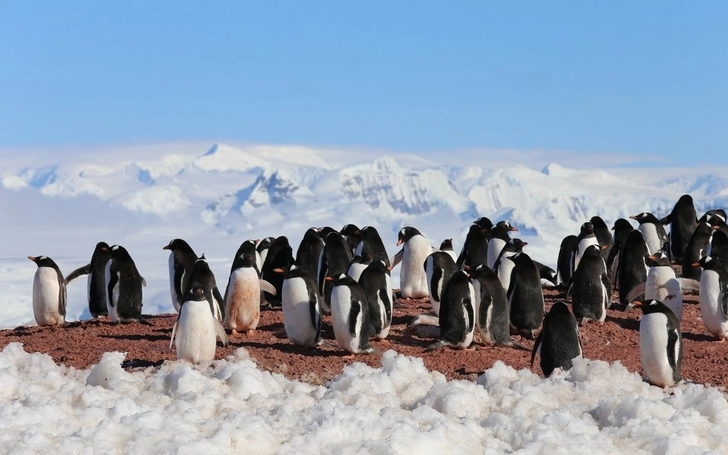 В Антарктиде с помощью спутников нашли ранее неизвестные колонии императорских пингвинов - ФОТО