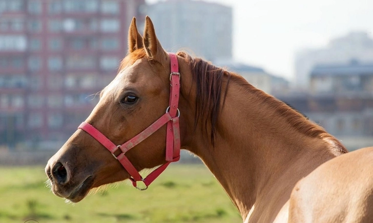 Впервые карабахская порода лошадей была обсуждена на международном уровне - ВИДЕО