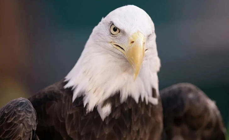 В США орлан вывел из строя правительственный беспилотник