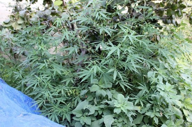 Два жителя Хачмаза задержаны за выращивание конопли - ФОТО