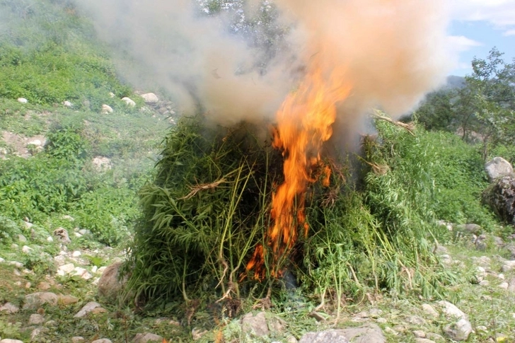 В Гусаре уничтожено свыше тонны дикорастущей конопли