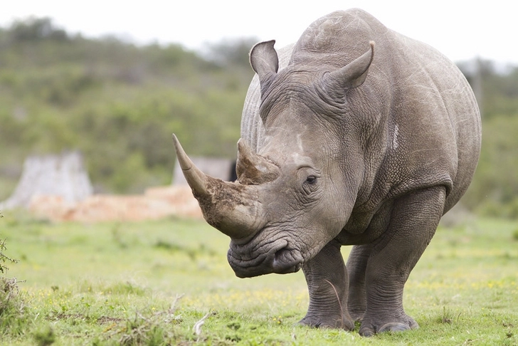 Белых носорогов будут вынашивать суррогатные матери