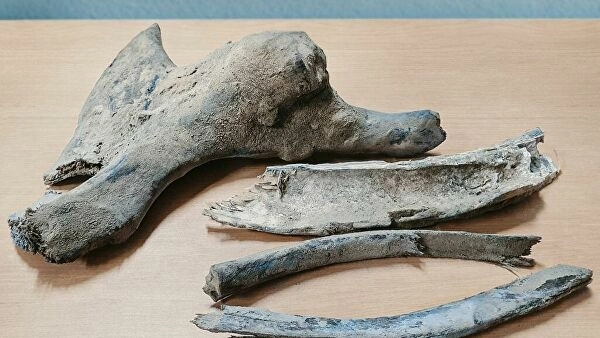 На Ямале рабочие нашли останки мамонта