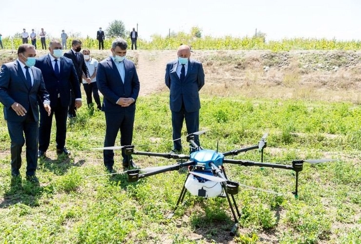 Впервые в Азербайджане кукурузные поля опрысканы с помощью дронов  – ФОТО