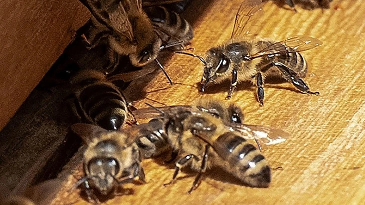 Ученые придумали, как использовать пчел против рака