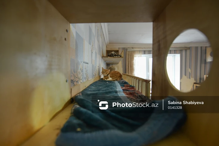Media.az - Новости Азербайджана - Приют для бездомных кошек в бакинском поселке: от трех подопечных до 160 спасенных животных