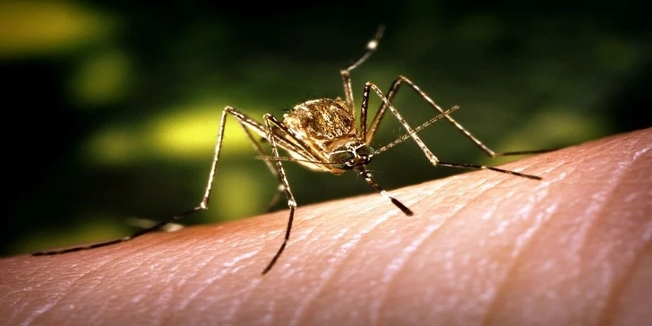 Комары способны защитить человечество от коронавируса