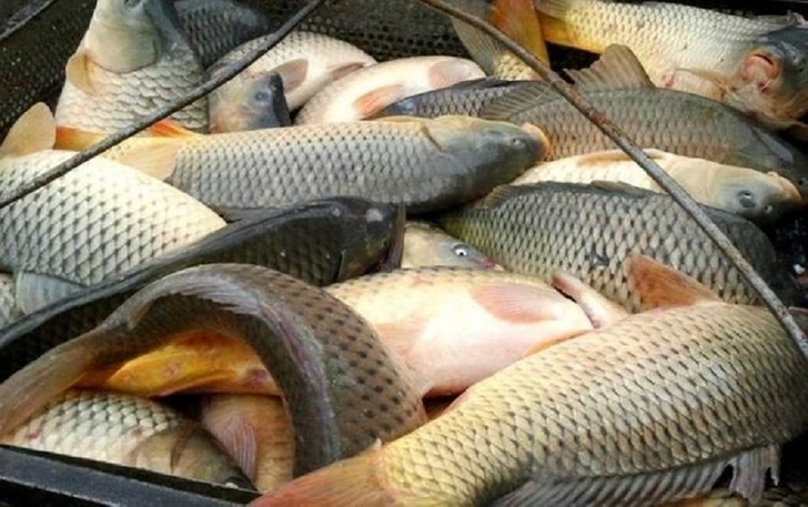 Азербайджан разрешил поставки рыбной продукции 11 российским компаниям