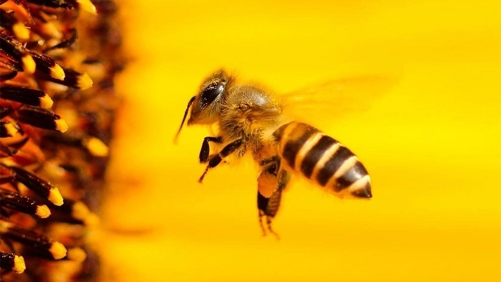 В Агстафе умер мужчина, которого ужалила пчела