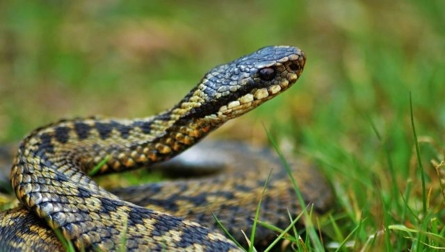 В центре Баку обнаружили большую змею - ВИДЕО