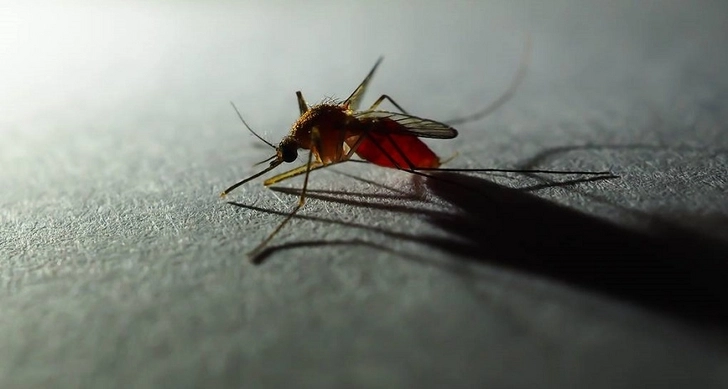 Ученые опровергли миф о вредности соленой воды для комаров