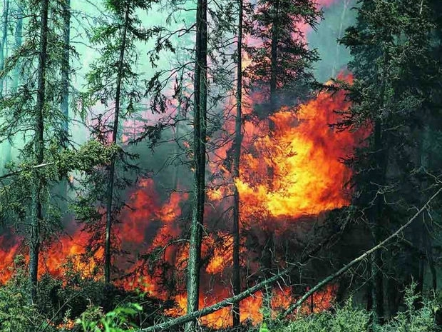Вспыхнувший в результате армянского обстрела пожар в лесу Гейгеля потушен - ОБНОВЛЕНО/ВИДЕО