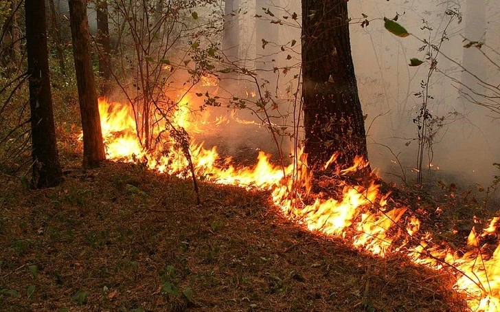 Обстрелы ВС Армении вызвали пожар в лесной зоне Дашкесана