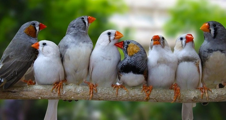 Память певчих птиц на голоса оказалась похожа на человеческую