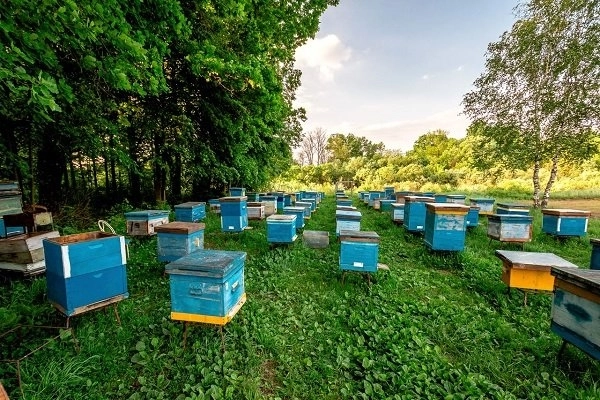 Как пчеловод из Лачына собирается перевезти пасеку в родное село - ВИДЕО