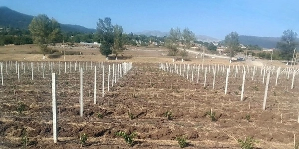 В рамках проекта «Социальные сады» высаживаются фруктовые деревья для 250 малообеспеченных семей - ФОТО
