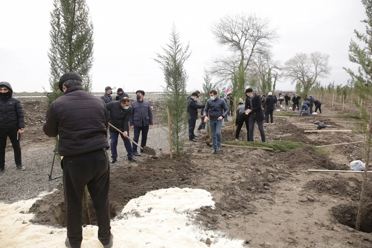 В Хачмазе в память о ставших шехидами военнослужащих посажено свыше 2 700 деревьев - ФОТО