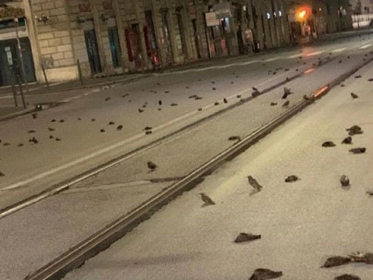 Последствие фейерверков: В новогоднюю ночь на Рим обрушился «дождь» из мертвых птиц - ВИДЕО