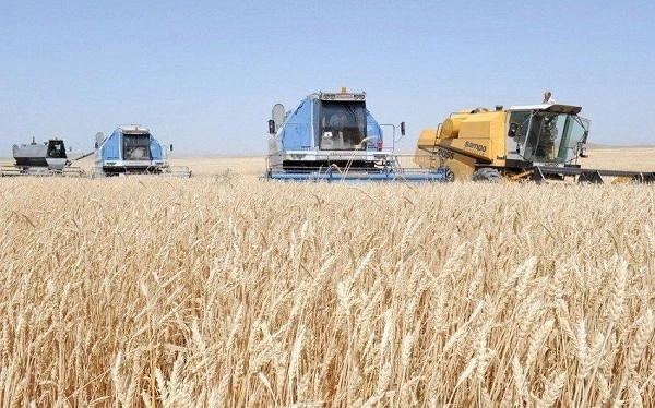Замглавы Исполнительной власти: В Агдаме засеяно зерном уже более 700 гектаров