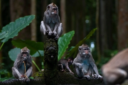 У обезьян на Бали обнаружили хитрую схему обмана туристов