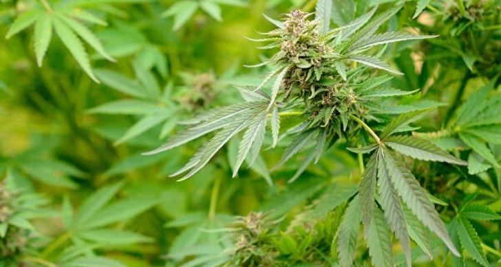 В Гяндже у наркоторговца изъята марихуана на 300 тыс. манатов - ФОТО