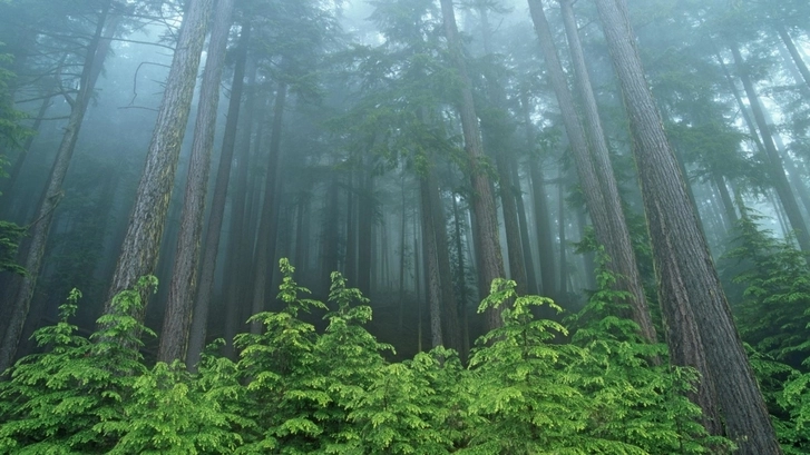 IKEA выкупила в США почти 4,5 тысячи га леса для сохранения экосистемы