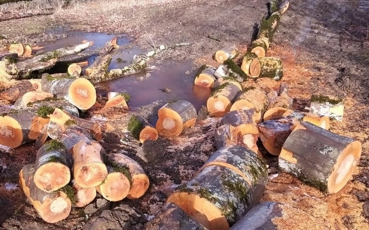 В Шабране за незаконную вырубку деревьев задержаны три человека - ФОТО